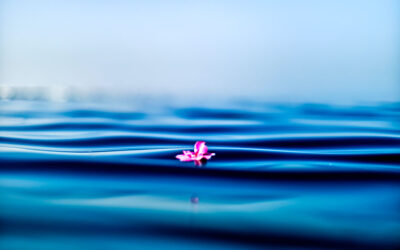 California Low Carbon Grid Study