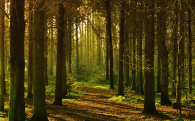 GHG Impact Analysis, Sonoma County Energy Independence Program